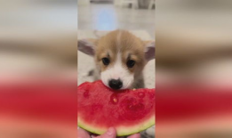 娱乐圈吃瓜小狗是谁,揭秘神秘网友背后的真实身份